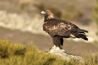 Bird perching on a rock