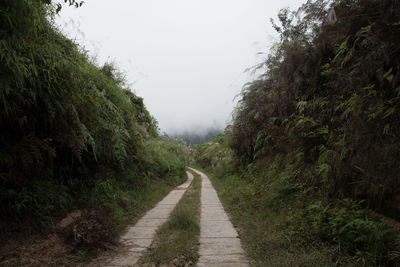 Empty road along trees and plants against sky