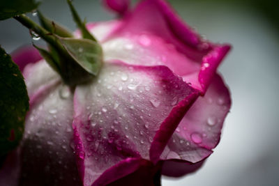 Close-up of wet pink rose blooming outdoors