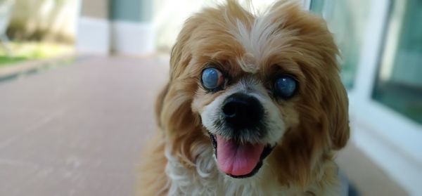 Close-up of dog lhasa apso cataract eyes