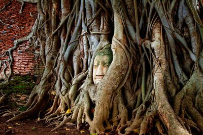 Buddha statue amidst tree trunk