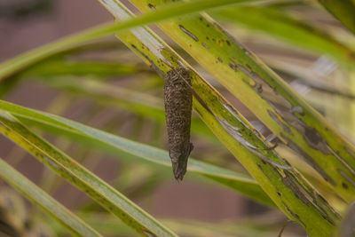 Close-up of insect on plant