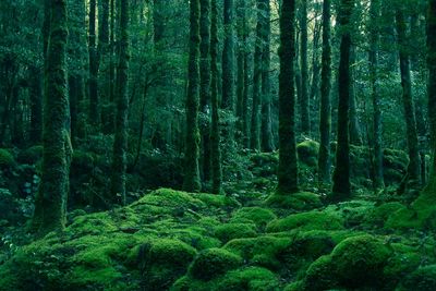 Trees in forest