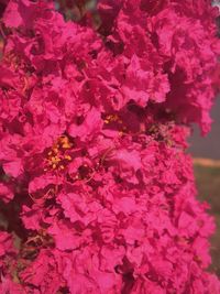 Close-up of pink flower