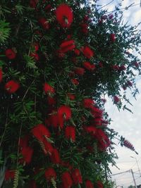 Low angle view of red flowering tree against sky