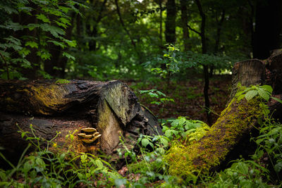 View of lizard on tree trunk