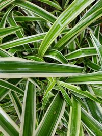 Full frame shot of wet plants growing on field