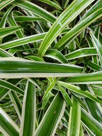 Full frame shot of wet plants growing on field