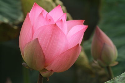 Close-up of pink lotus