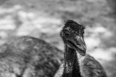 Close-up portrait of a emu in black and white