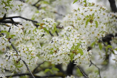 Close-up of white cherry blossoms in spring