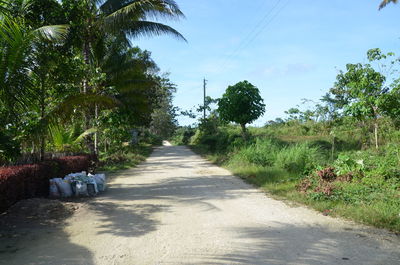 Footpath amidst trees