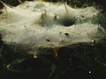 Close-up of water drops on spider web