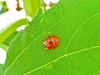 Close-up of ladybug on leaf