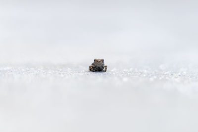 Close-up of snow on land against sea