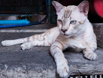 Portrait of cat resting outdoors