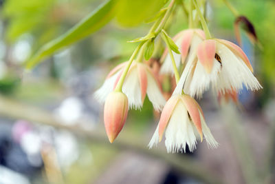 Close-up of white flowering plant