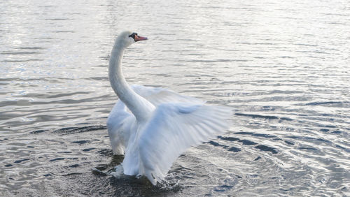 Close-up of swan swimming on lake