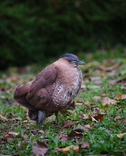 Close-up of a bird perching on a field