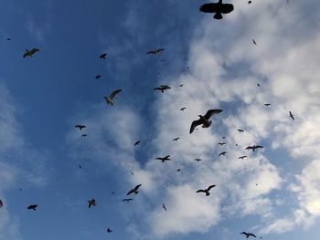 Low angle view of birds flying in sky