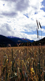 View of field against cloudy sky