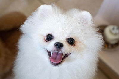 Close-up portrait of dog