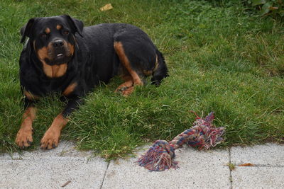 Portrait of dog sitting on field