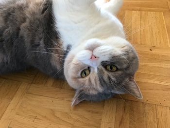 High angle view of cat lying on hardwood floor