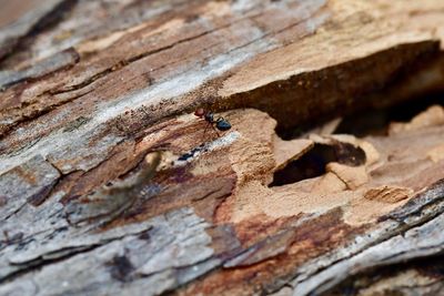 High angle view of ant on tree trunk