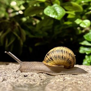 Close-up of snail