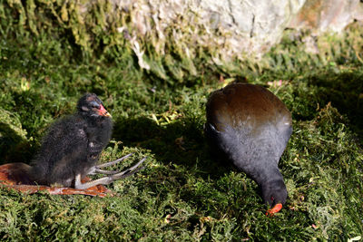 Portrait of a baby moorhen with it's mother