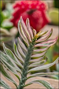 Close-up of cactus