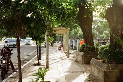 Footpath by trees in city