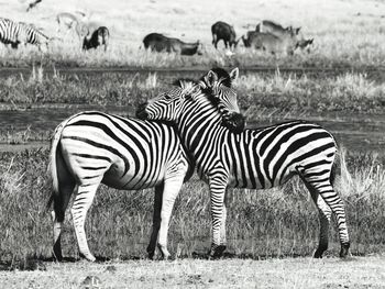 zebra