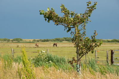 Scenic view of agricultural field against clear sky