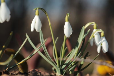 Close-up of white flowers blooming outdoors