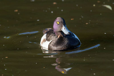 Close-up of duck swimming in lake