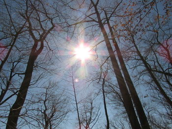 Low angle view of sunlight streaming through bare tree