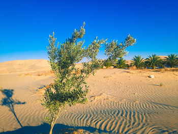 Plant growing in desert against clear blue sky