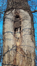 Low angle view of bare tree against clear sky