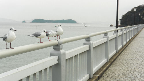 Seagulls perching on railing by sea against sky