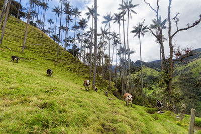 Cows grazing on field against sky
