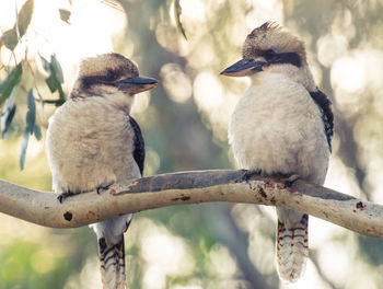 Close-up of kookaburras perching on tree branch