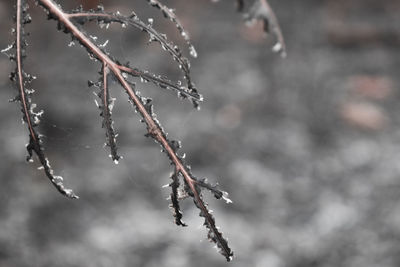 Close-up of frozen plant