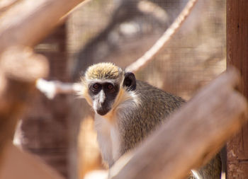 Portrait of monkey