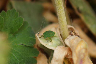 Close-up of insect on plant