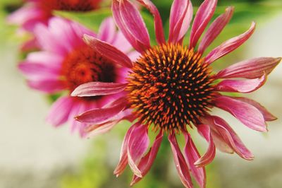 Close-up of pink flower