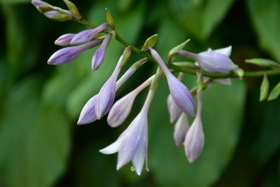 Garden flower