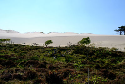 Scenic view of field against clear sky