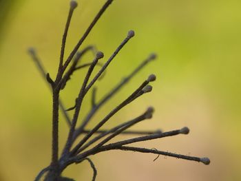 Close-up of plant against blurred background